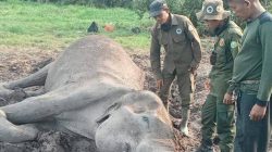 Gajah Dona Mati di TNWK Apa Dampaknya Bagi Konservasi?