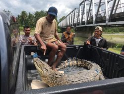 Meresahkan Dewan Desak Pemerintah Segera Lakukan Penangkapan Buaya
