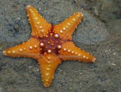 Bintang Laut: Makhluk Laut Berbentuk Unik dengan Keajaiban Regenerasi